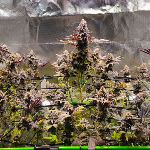 Cherry Poppers 1.1-3 growlog timeline photo