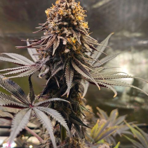 Cherry Poppers 1.1-3 growlog timeline photo