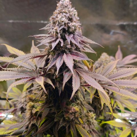 Cherry Poppers 1.1-3 growlog timeline photo