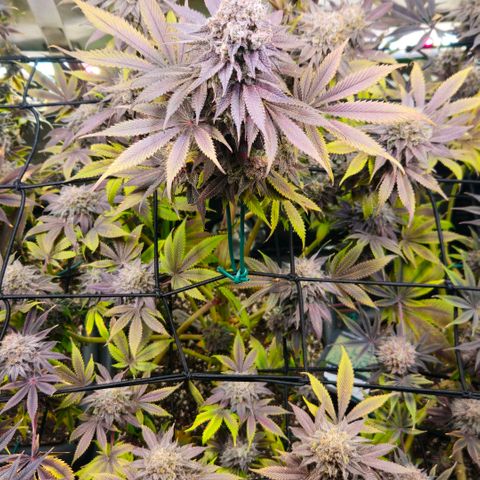 Cherry Poppers 1.1-3 growlog timeline photo