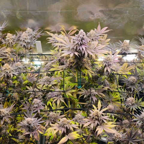 Cherry Poppers 1.1-3 growlog timeline photo