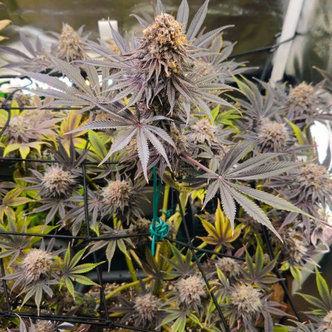 Cherry Poppers 1.1-3 growlog timeline photo