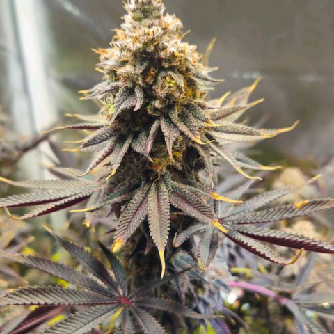 Cherry Poppers 1.1-3 growlog timeline photo