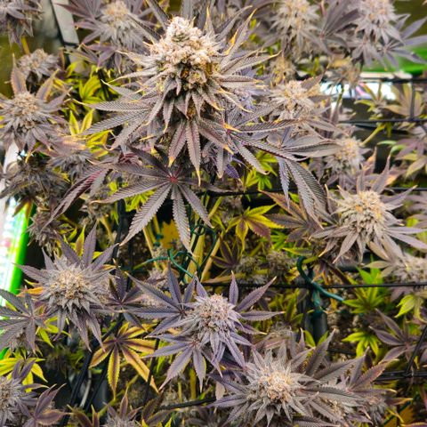 Cherry Poppers 1.1-3 growlog timeline photo