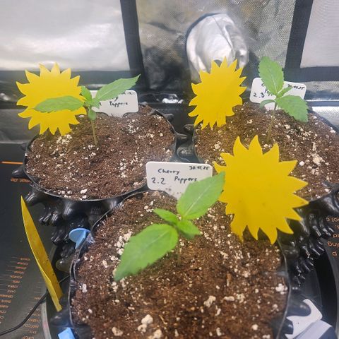 Cherry Poppers 2.1-3 growlog timeline photo