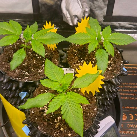 Cherry Poppers 2.1-3 growlog timeline photo