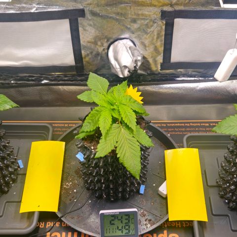 Cherry Poppers 2.1-3 growlog timeline photo