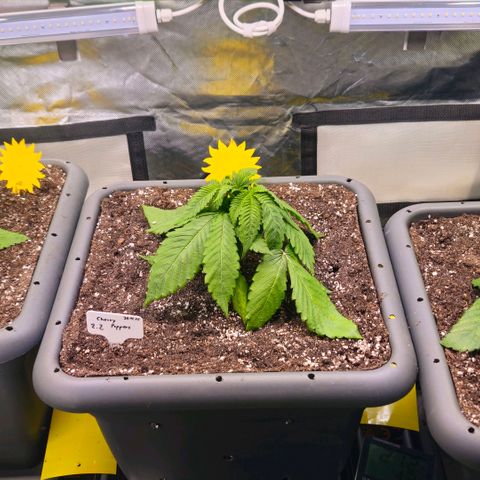 Cherry Poppers 2.1-3 growlog timeline photo