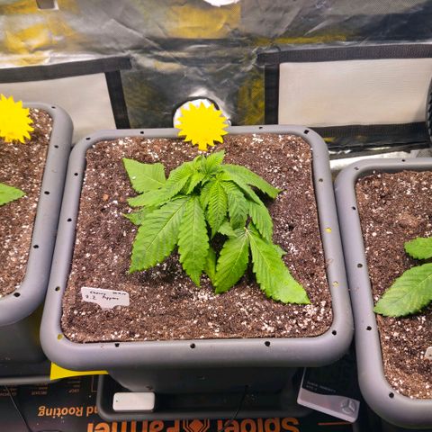 Cherry Poppers 2.1-3 growlog timeline photo