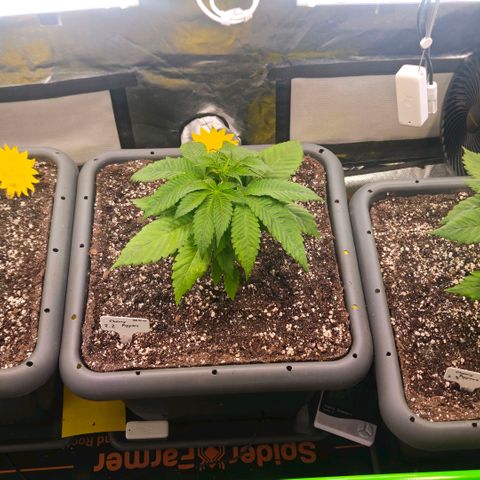 Cherry Poppers 2.1-3 growlog timeline photo