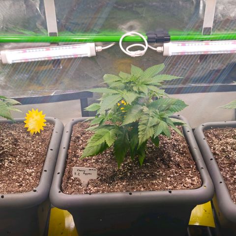 Cherry Poppers 2.1-3 growlog timeline photo