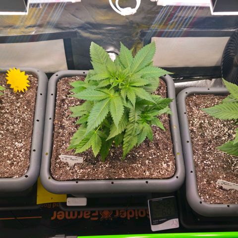 Cherry Poppers 2.1-3 growlog timeline photo