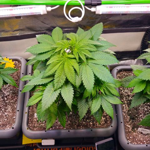 Cherry Poppers 2.1-3 growlog timeline photo