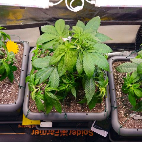 Cherry Poppers 2.1-3 growlog timeline photo