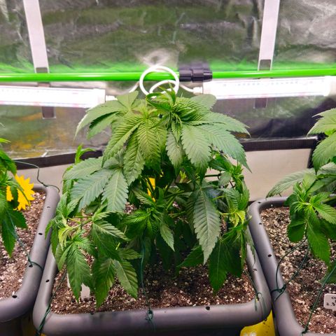 Cherry Poppers 2.1-3 growlog timeline photo