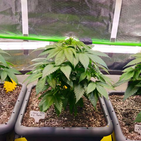 Cherry Poppers 2.1-3 growlog timeline photo