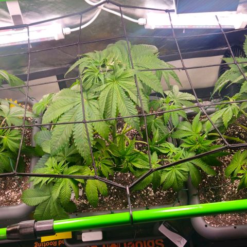Cherry Poppers 2.1-3 growlog timeline photo