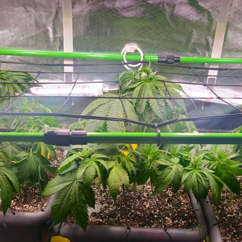 Cherry Poppers 2.1-3 growlog timeline photo