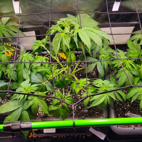 Cherry Poppers 2.1-3 growlog timeline photo