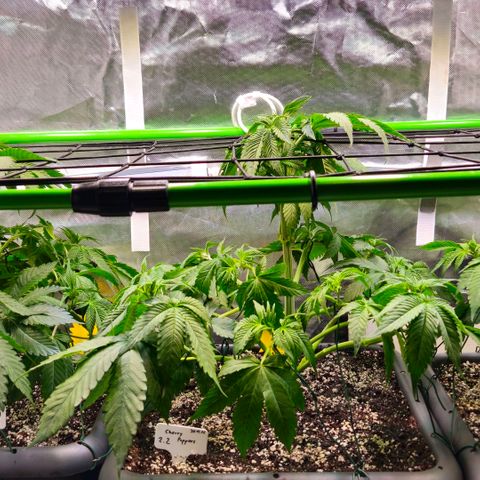 Cherry Poppers 2.1-3 growlog timeline photo