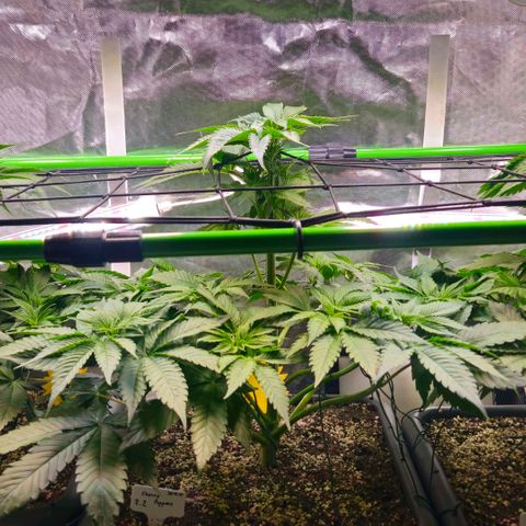 Cherry Poppers 2.1-3 growlog timeline photo