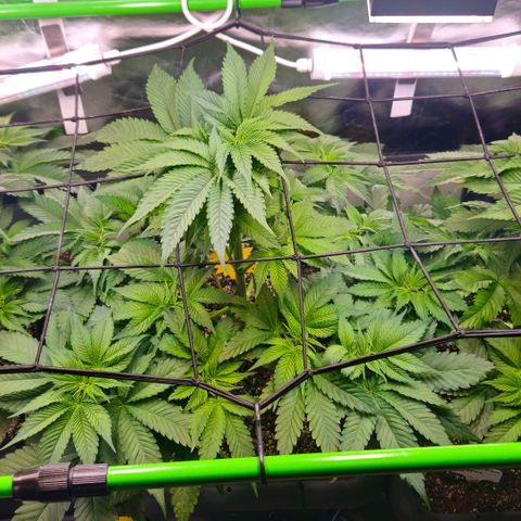 Cherry Poppers 2.1-3 growlog timeline photo