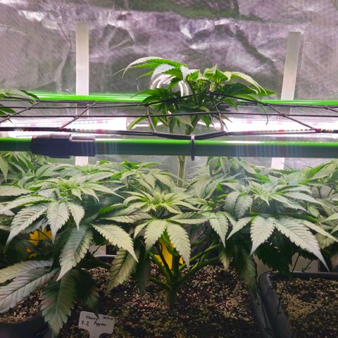 Cherry Poppers 2.1-3 growlog timeline photo