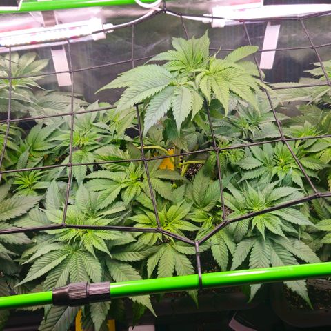 Cherry Poppers 2.1-3 growlog timeline photo