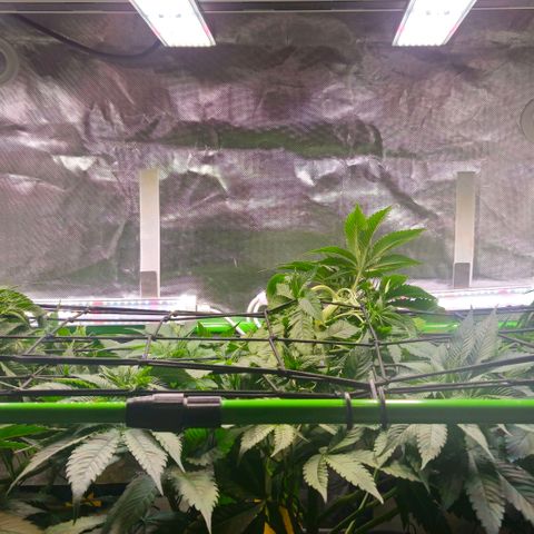 Cherry Poppers 2.1-3 growlog timeline photo