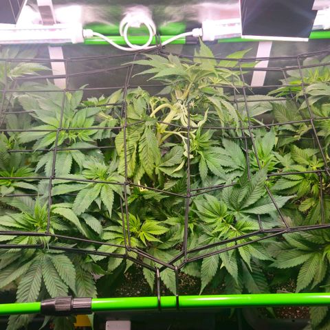 Cherry Poppers 2.1-3 growlog timeline photo