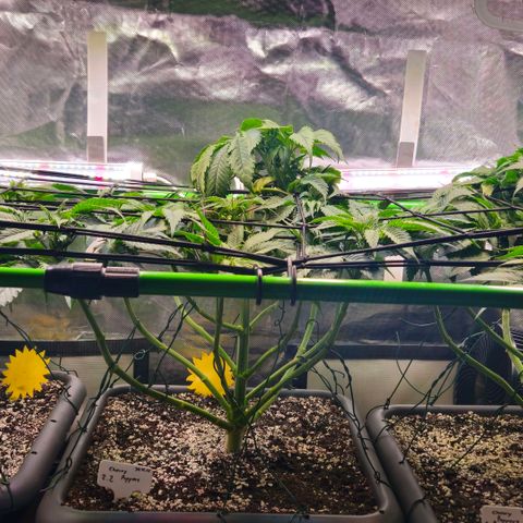 Cherry Poppers 2.1-3 growlog timeline photo