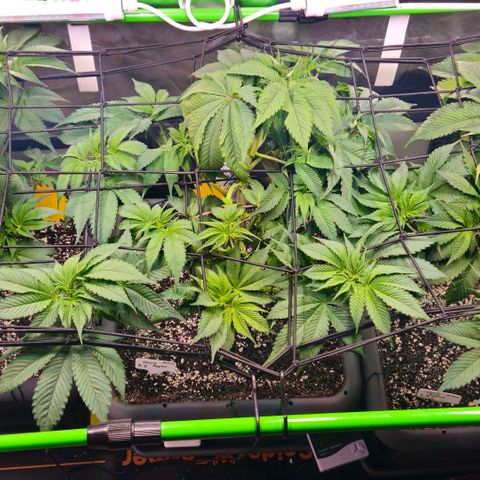 Cherry Poppers 2.1-3 growlog timeline photo