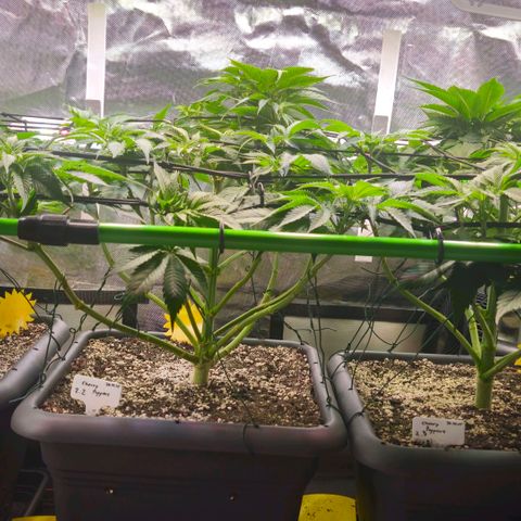 Cherry Poppers 2.1-3 growlog timeline photo