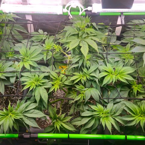 Cherry Poppers 2.1-3 growlog timeline photo