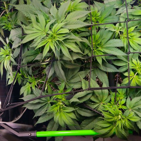 Cherry Poppers 2.1-3 growlog timeline photo