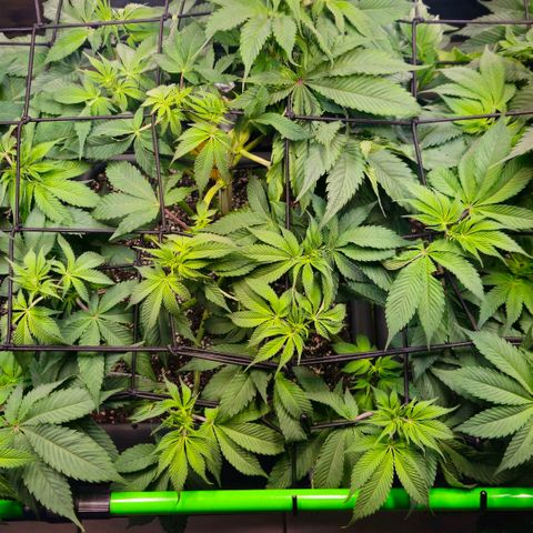 Cherry Poppers 2.1-3 growlog timeline photo