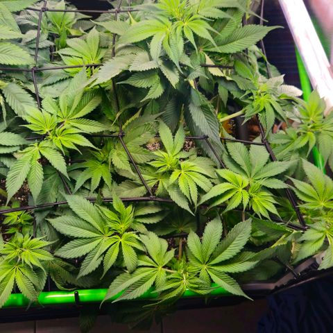 Cherry Poppers 2.1-3 growlog timeline photo