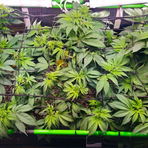 Cherry Poppers 2.1-3 growlog timeline photo