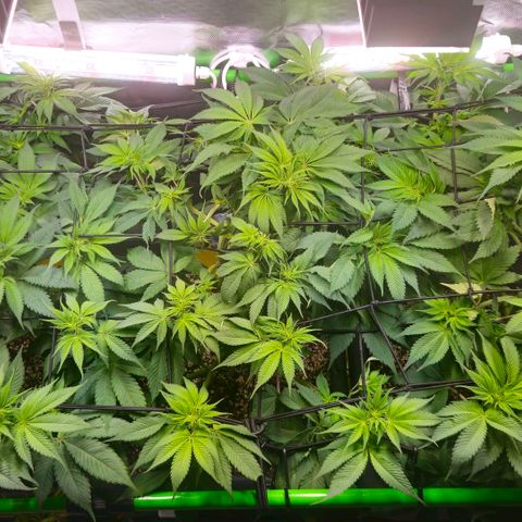 Cherry Poppers 2.1-3 growlog timeline photo