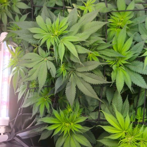 Cherry Poppers 2.1-3 growlog timeline photo