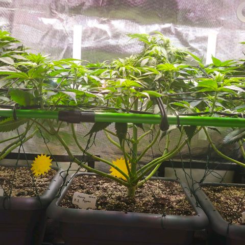 Cherry Poppers 2.1-3 growlog timeline photo