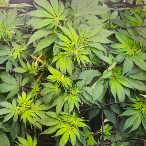 Cherry Poppers 2.1-3 growlog timeline photo