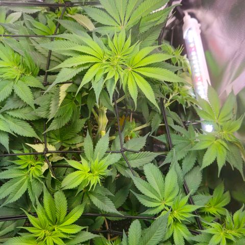 Cherry Poppers 2.1-3 growlog timeline photo