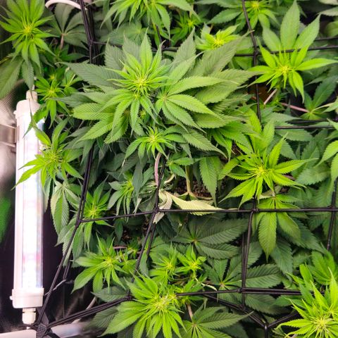 Cherry Poppers 2.1-3 growlog timeline photo