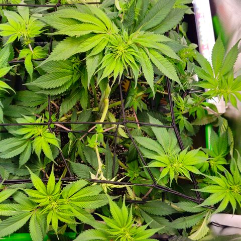 Cherry Poppers 2.1-3 growlog timeline photo
