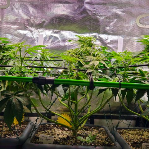 Cherry Poppers 2.1-3 growlog timeline photo