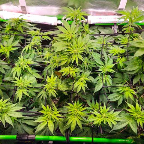Cherry Poppers 2.1-3 growlog timeline photo