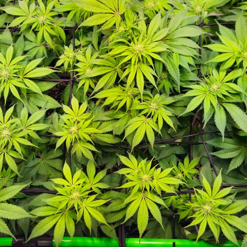 Cherry Poppers 2.1-3 growlog timeline photo