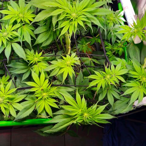 Cherry Poppers 2.1-3 growlog timeline photo