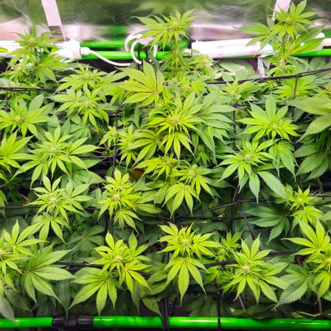 Cherry Poppers 2.1-3 growlog timeline photo